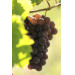  Pinot Gris Collection Signature 2024