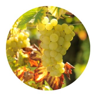 Grappe de raisin pour vin blanc sec
